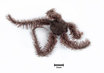 Media type: image;   Invertebrate Zoology OPH-4224 Description: Top down view of single ophiuroid specimen with a scale bar.;  Aspect: dorsal